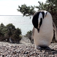 Punta Tombo et ses pingouins